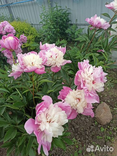 Пионы саженцы корни