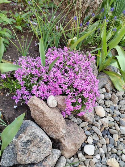 Сад и огород