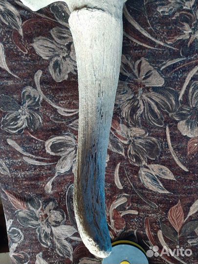 Продам рог ископаемого Бизона