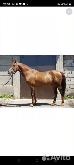 Арабские лошади