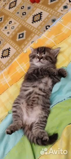 Котёнок, девочка