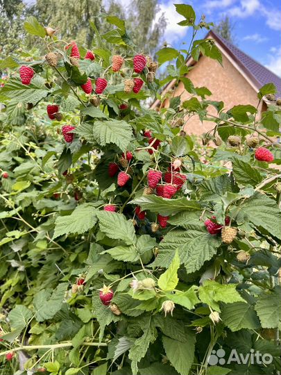 Саженцы малина ремонтантная Карамелька