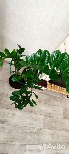 Замиокулькас (Долларовое дерево)