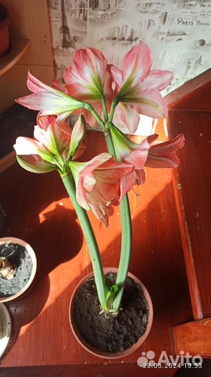 Гиппеаструм