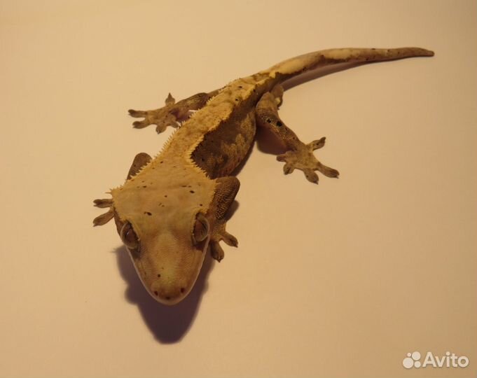 Реснитчатые гекконы-бананоеды