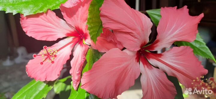 Комнатные цветы