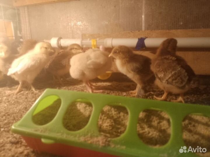 Инкубационное яйцо кур несушек