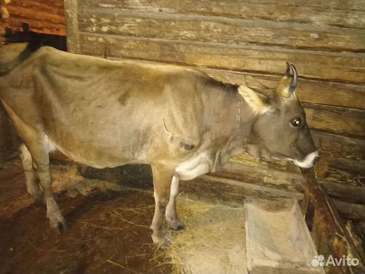 Продам коров