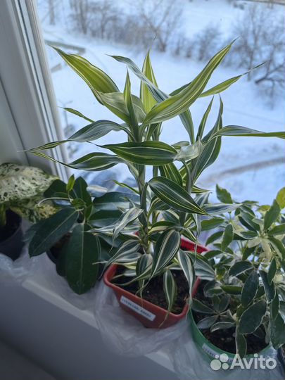 Драцена (Sanderiana White)