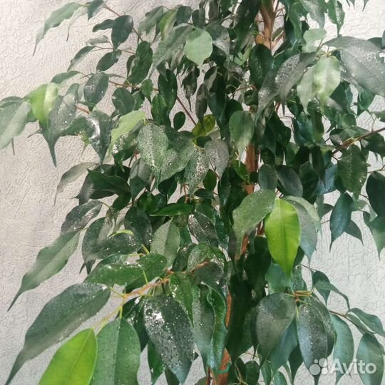 Фикус бенджамина