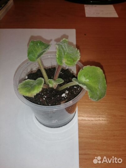 Детки сортовых фиалок