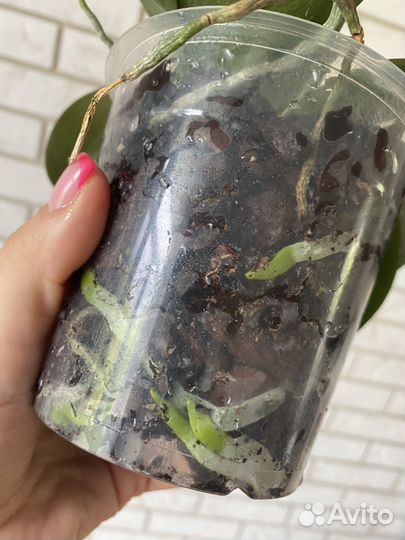 Орхидея Мини Марк