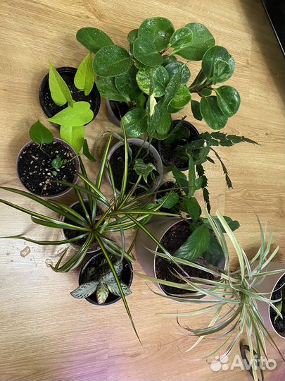 Комнатные растения, цветы