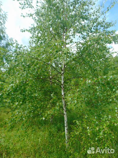 Саженцы берёзы