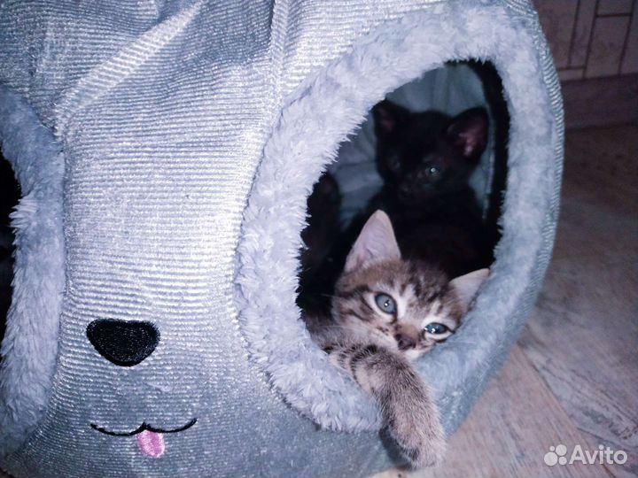 Котята в Дар