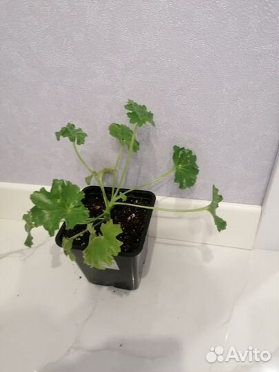 Пеларгонии сортовые