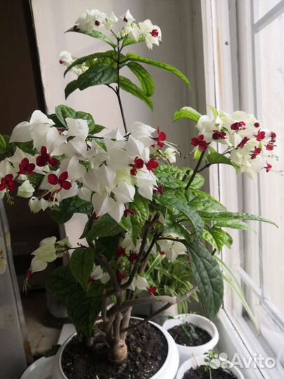 Клеродендрум Томпсона