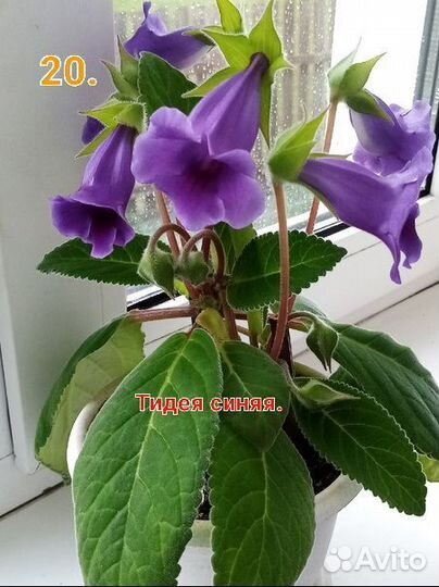 Глоксиния укоренённые листочки