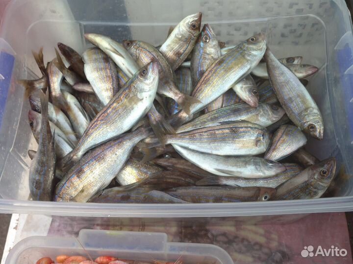 Черноморская рыба опт(свежевыловленная)
