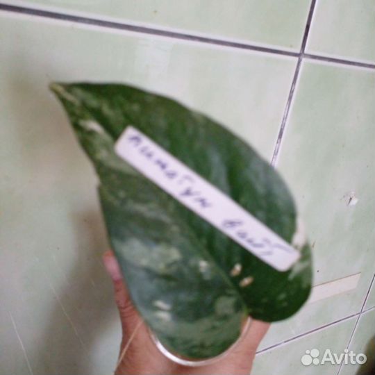 Сциндапсусы, эпипремнумы, монстеры, филодендроны