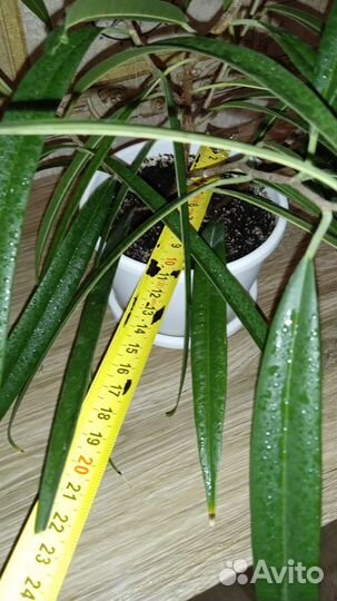 Фикус Али Ивовый Узколистный Разные в горшках