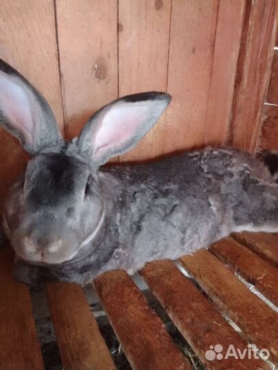 Кролики фб и Рэкс