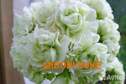 Пеларгонии сортовые