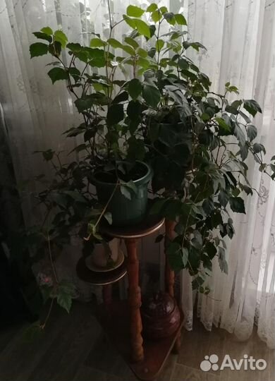 Комнатное растение Циссус