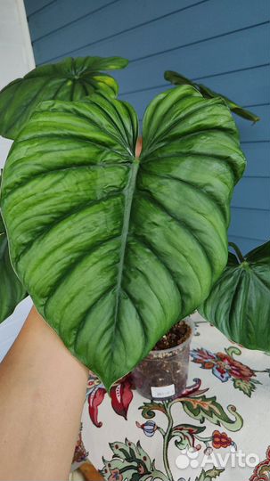 Филодендрон Колумбия / philodendron Columbia