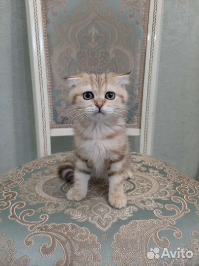 Золотые котята