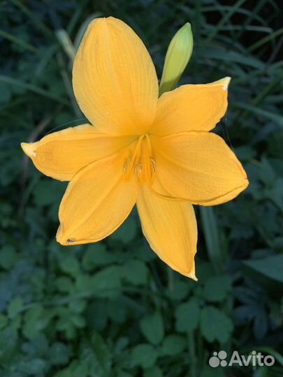 Хоста Спирея Лилейник зкс