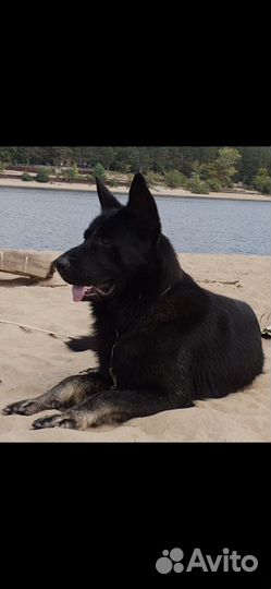 Собакисобакисобаки