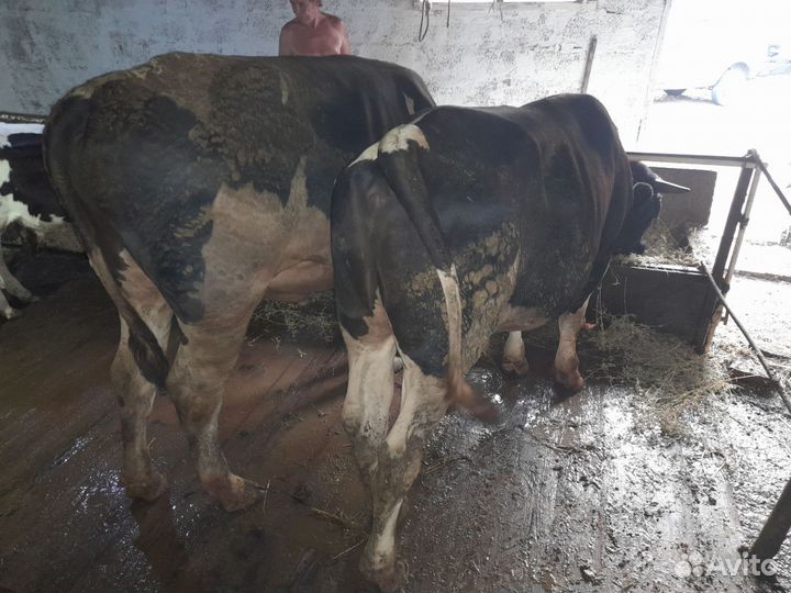 Быки на мясо