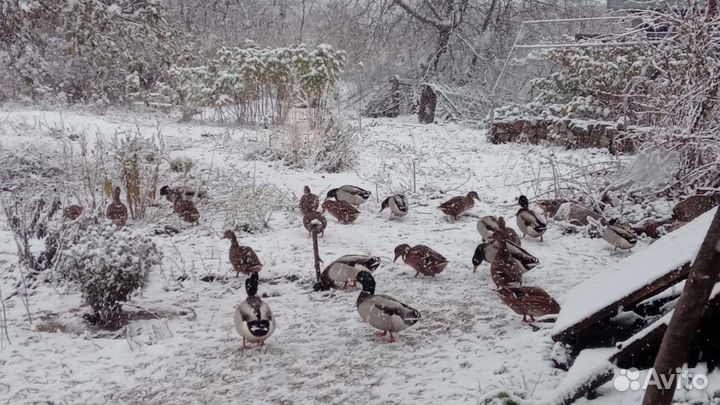 Подсадные утки