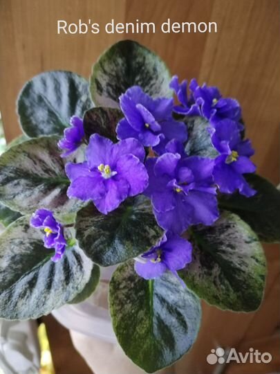 Мини фиалки