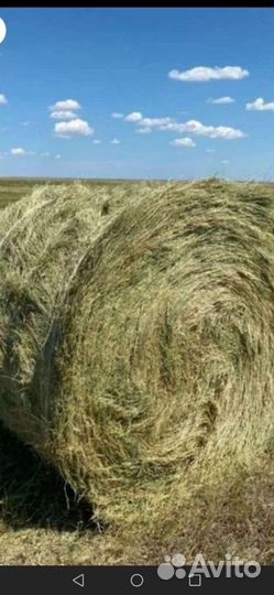 Сено в тюках