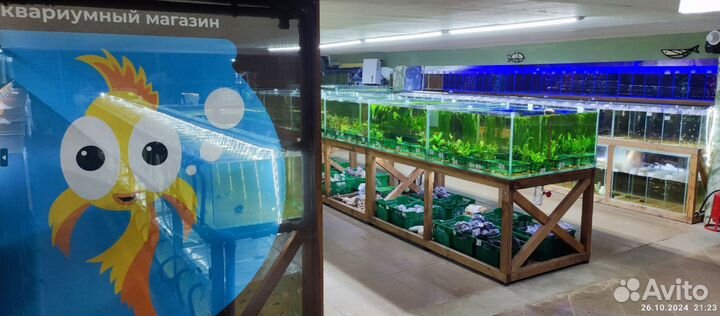 Мидия криспата расписная двустворка - Scaby scripa