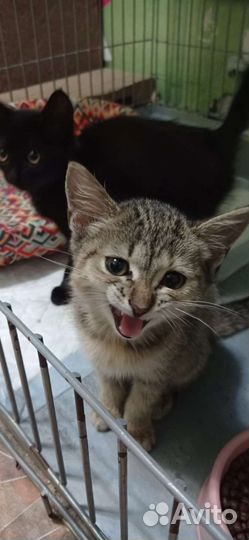 Подкидыши ищут дом