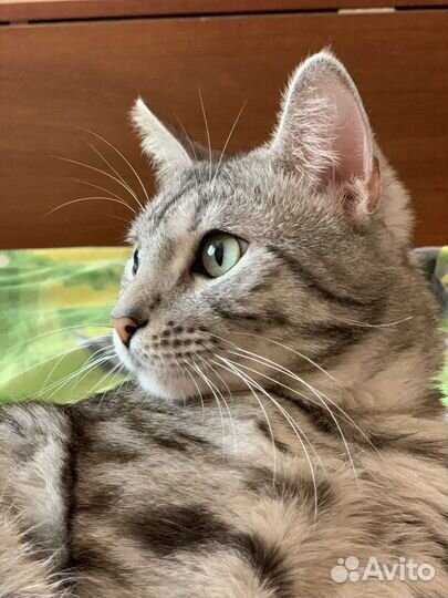 Кот