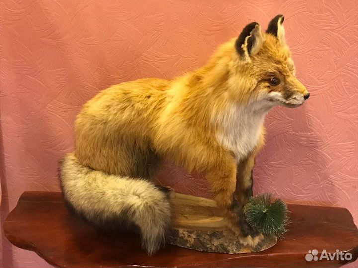 Чучела животных