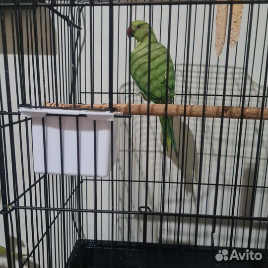 Ожереловый попугай