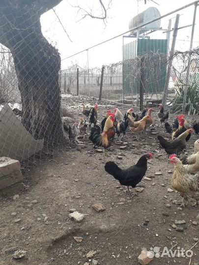 Куры Бентамки