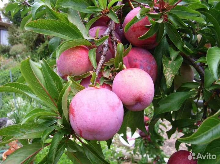 Саженцы сливы / алыча Байрен Голд