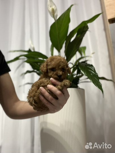 Тедди принцесса Импорт Китай