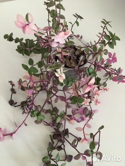 Коллизия разные сорта