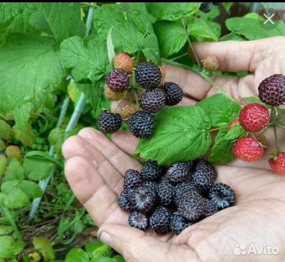 Кумберленд (чёрная малина) саженцы