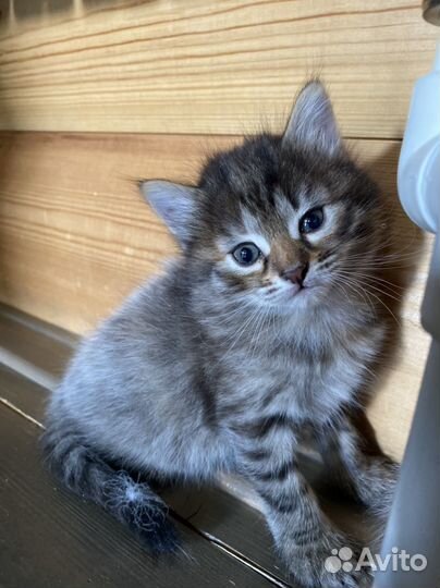 Котята