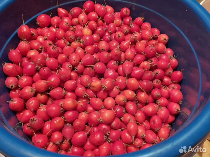 Боярышник плоды