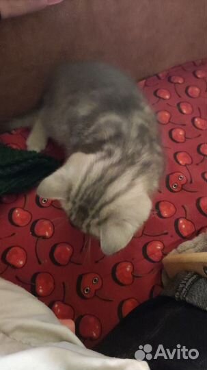 Шотландская кошечка