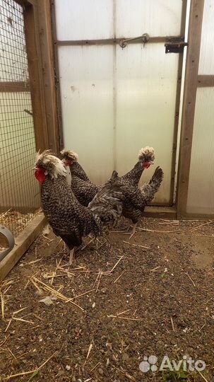 Инкубационное яйцо